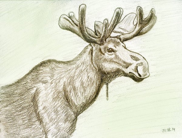 Лось карандашом