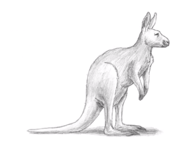 Кенгуру набросок