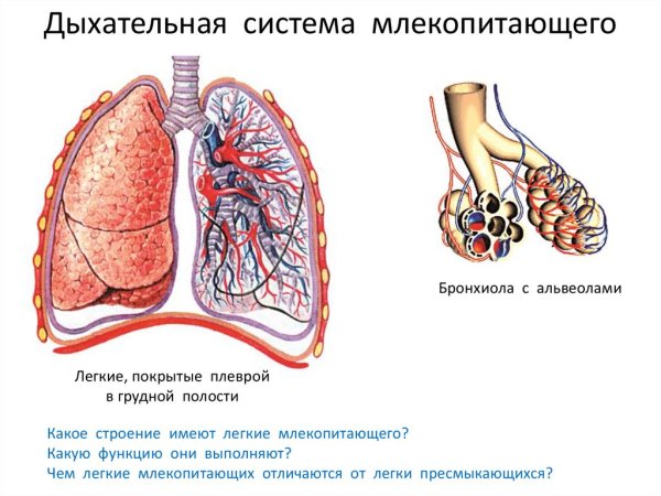 Схема строения дыхательной системы млекопитающих
