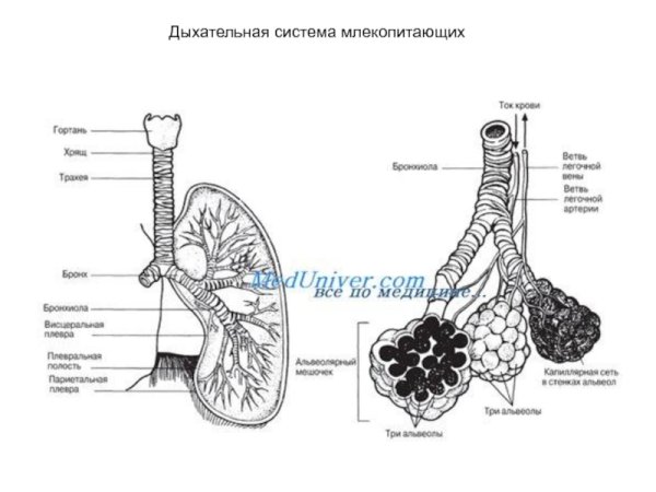 Строение дыхательной системы млекопитающих