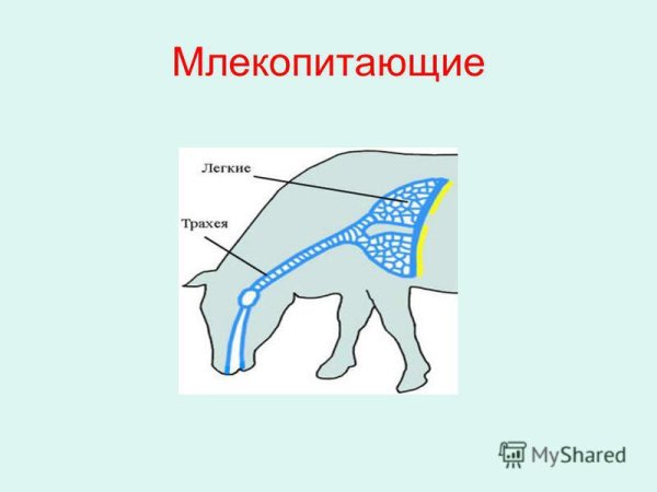 Строение легких млекопитающих