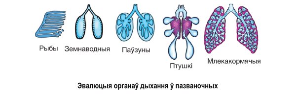 Строение дыхательной системы позвоночных животных