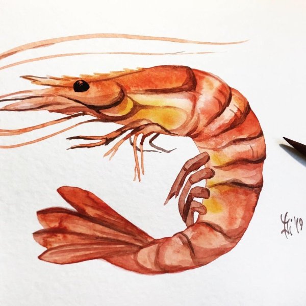 Креветка арт