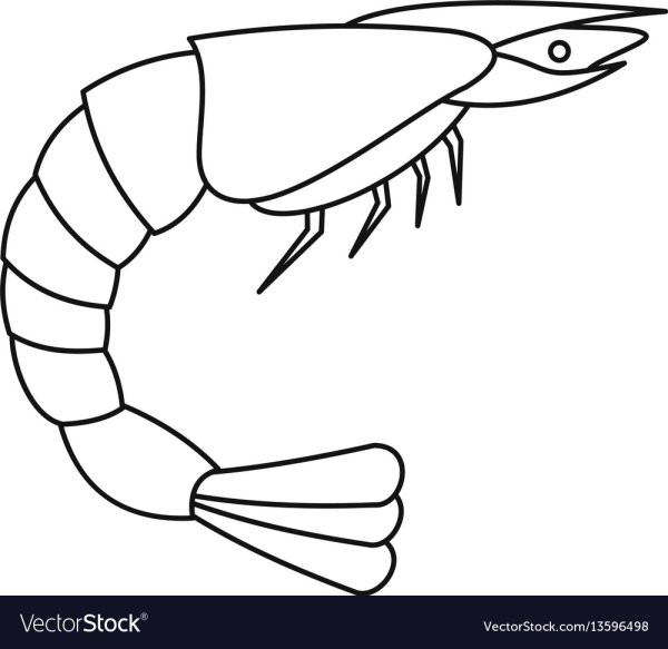 Креветка для срисовки