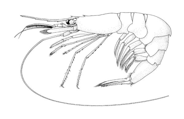 Креветка раскраска