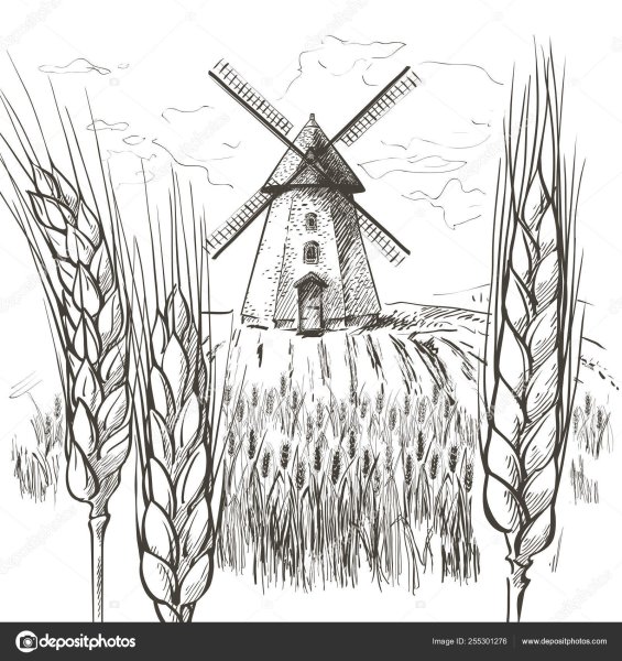 Раскраска поле