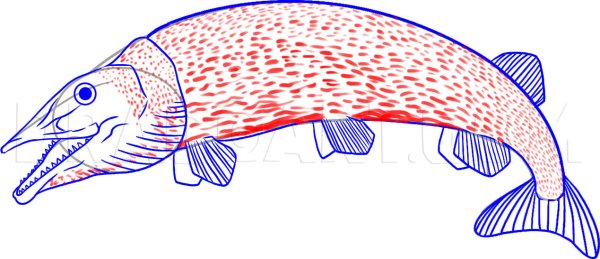 Как нарисовать щуку