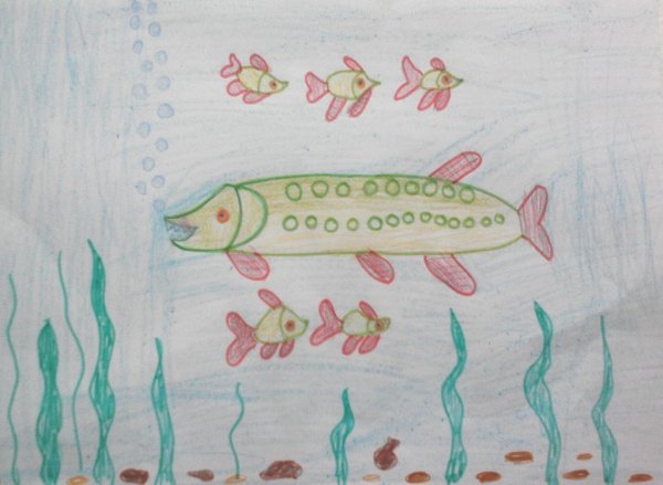 Поэтапное рисование щуки