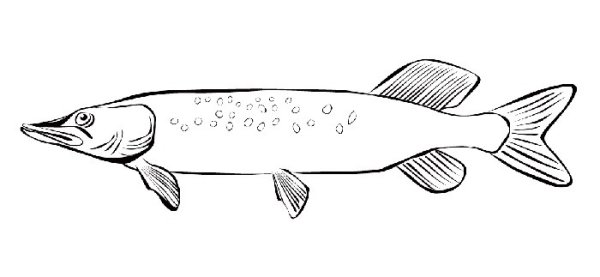 Поэтапное рисование щуки