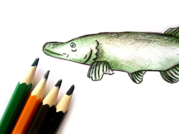 Щука простым карандашом