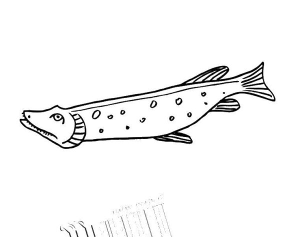 Щука рисунок