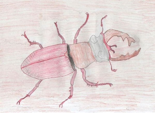 Как нарисовать жука для детей