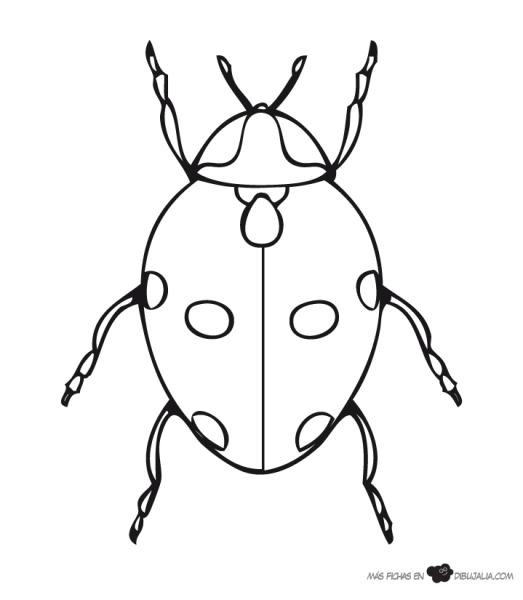 Майский Жук хрущ рисунок