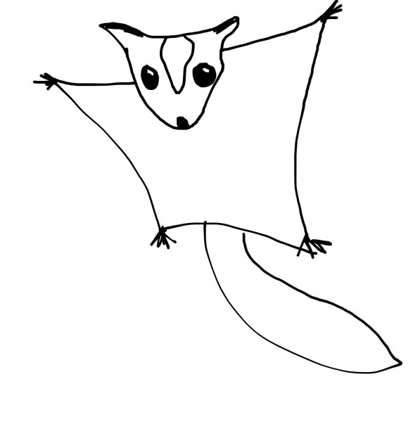 Белка летяга анатомия