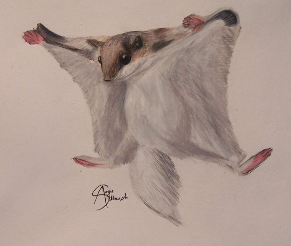 Белки летяги зарисовка