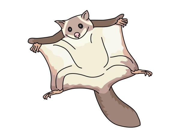 Летяга рисунок лёгкий