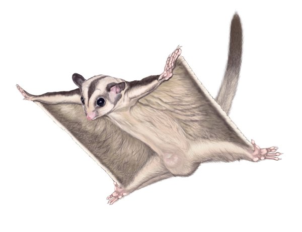 Сахарный летающий поссум