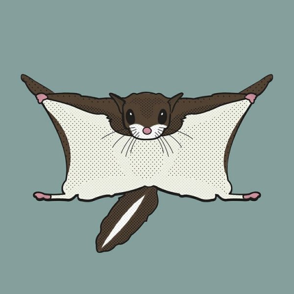 Срисовки белки летяги