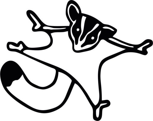 Летающая белка раскраска