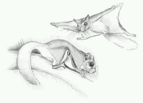 Рисунок белки летяги