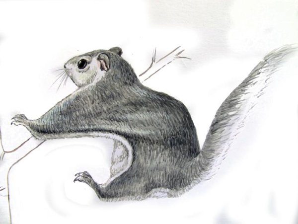 Обыкновенная летяга нарисовать