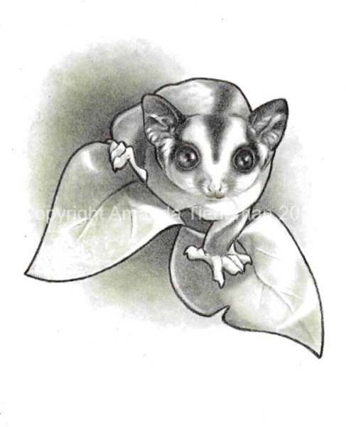 Летяга карандашом