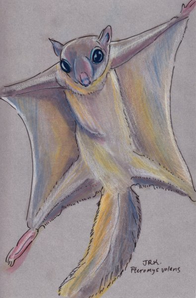 Белка летяга мульт