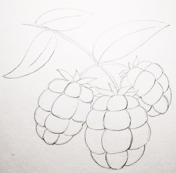 Малина рисунок