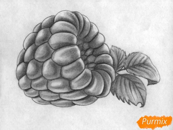 Малина рисунок карандашом