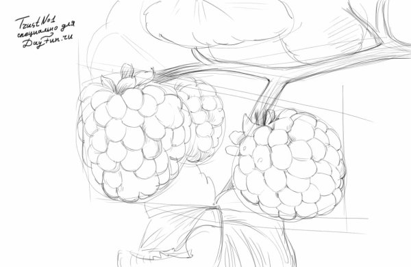 Ягоды рисунок карандашом