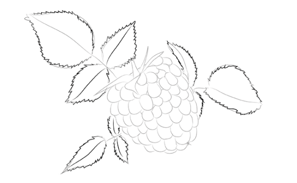 Малина рисунок карандашом