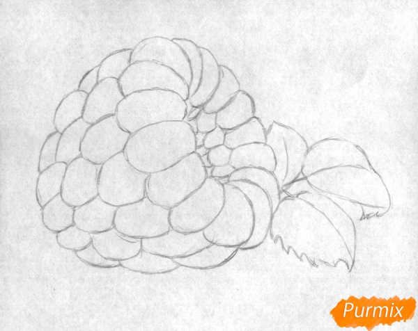 Малина карандашом