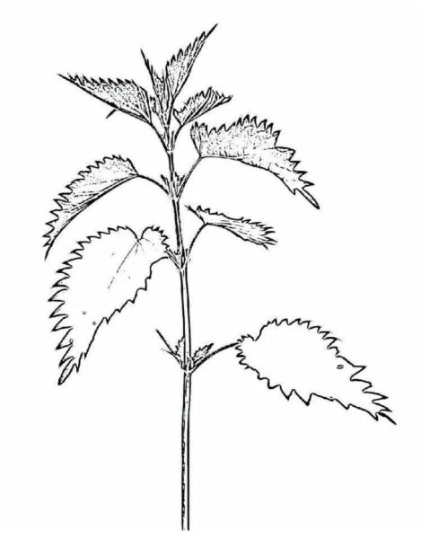 Крапива двудомная (Urtica dioica)