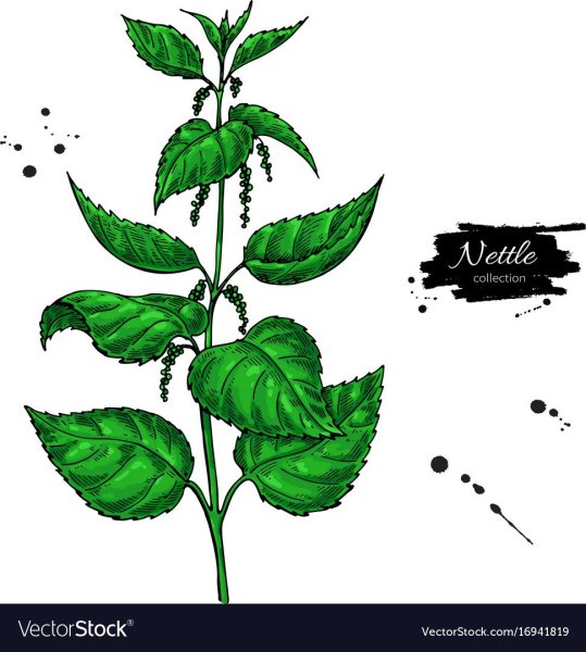 Крапива зарисовать