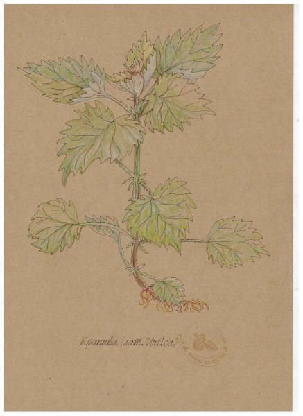 Крапива карандашом легко