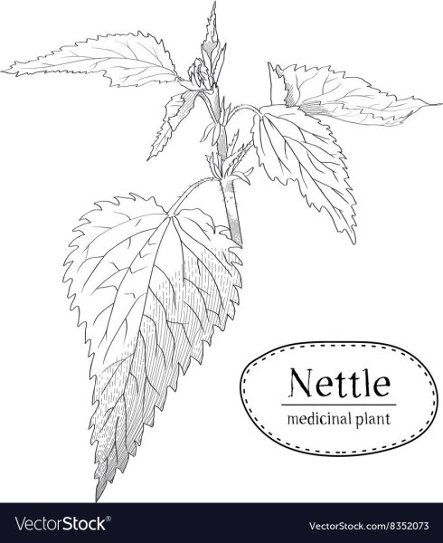Крапива вектор