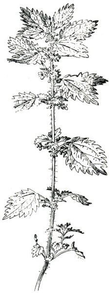 Крапива двудомная (Urtica dioica)