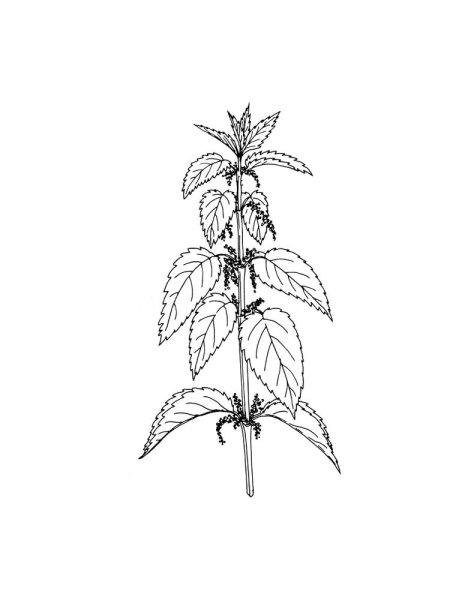 Крапива акварель