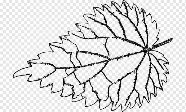 Крапива рисунок для детей