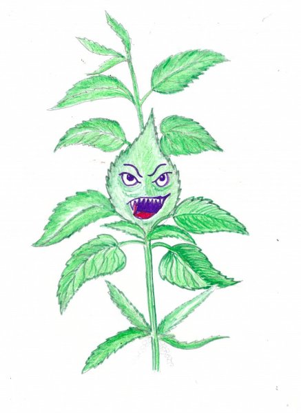 Крапива двудомная раскраска