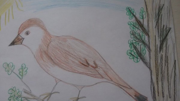 Жаворонок рисунок детский