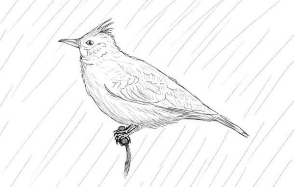 Жаворонок для срисовки