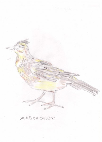 Жаворонок карандашом