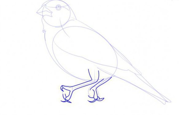 Жаворонок поэтапное рисование