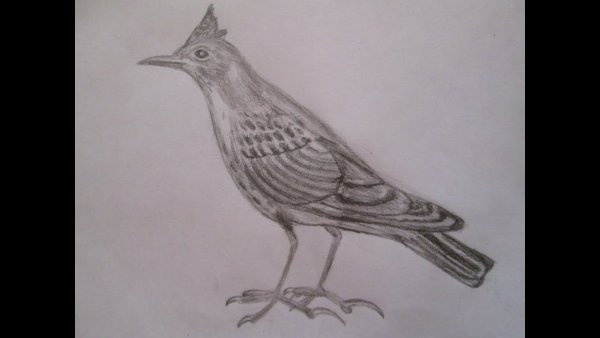 Жаворонок рисунок карандашом