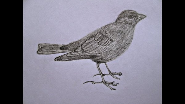 Рисование жаворонка