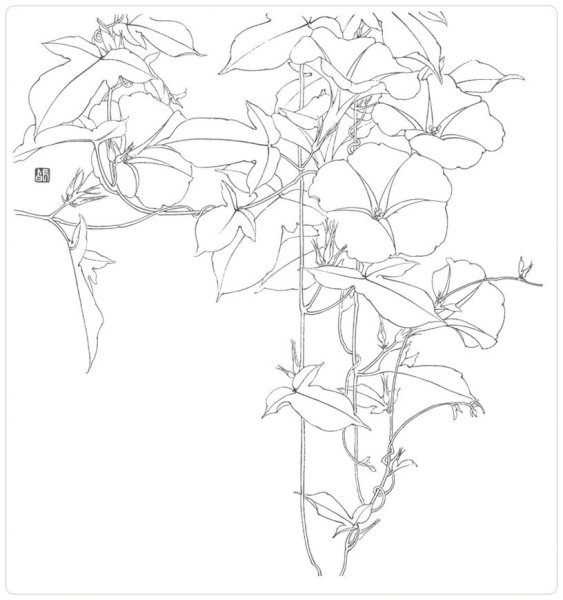 Вьюнок фаленопсис