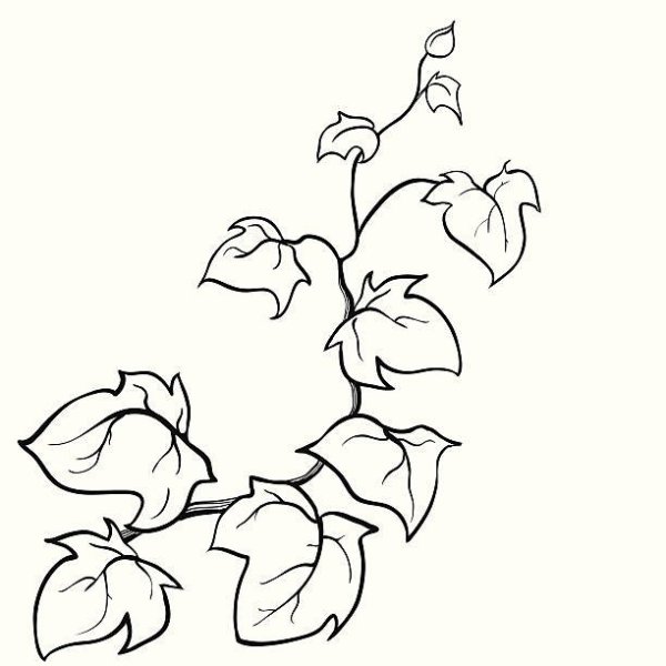 Плющ контур