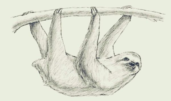 Нарисовать ленивца карандашом