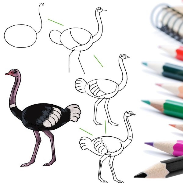 Страус карандашом
